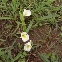 Curcuma oligantha Trimen